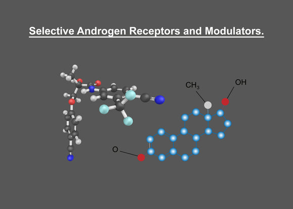 What is Androgen Receptors and Modulators?